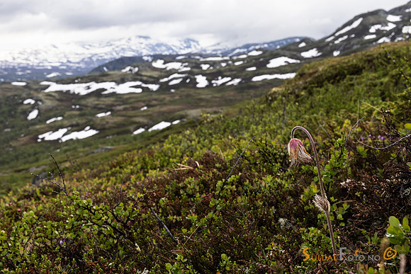 Avblomstra Mogop i Jotunheimen