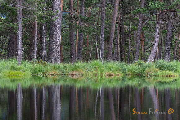 Skogstjern i Kvilldal