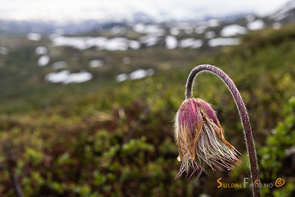 Avblomstra Mogop i Jotunheimen