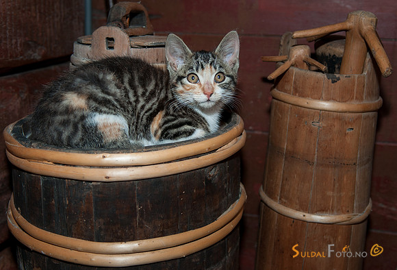 Kattunge