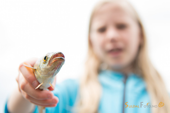 Småfisk er fanga