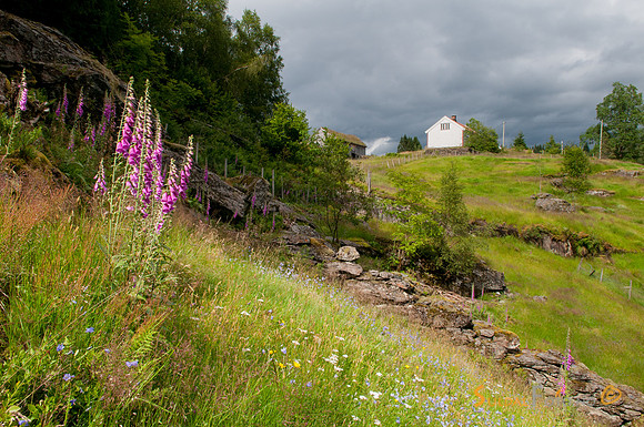 Revebjelle ved Jonegarden, Hustveit