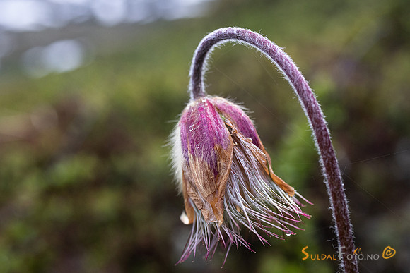 Avblomstra Mogop i Jotunheimen