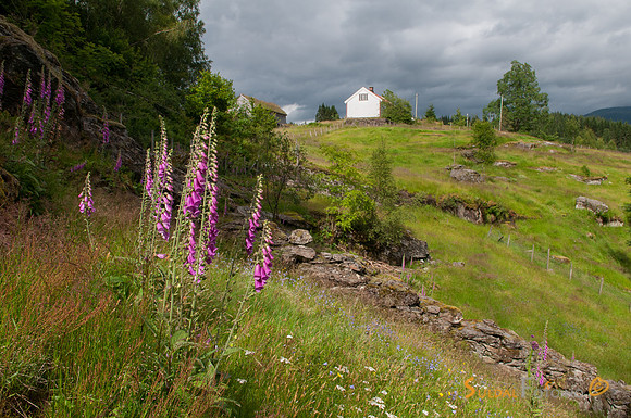 Revebjelle ved Jonegarden
